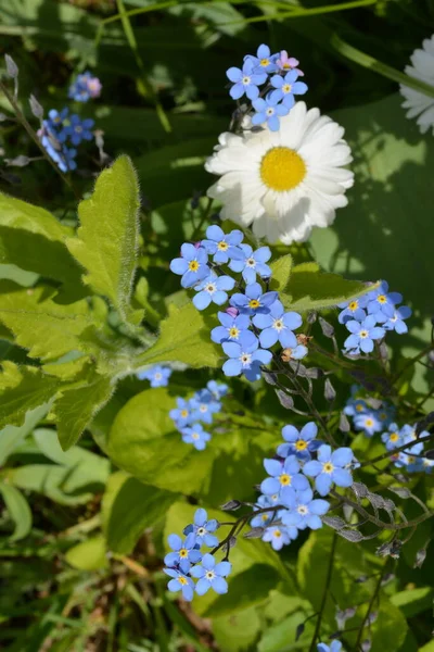 Camomille Myosotis Gros Plan Parmi Les Feuilles Vertes Dans Jardin — Photo