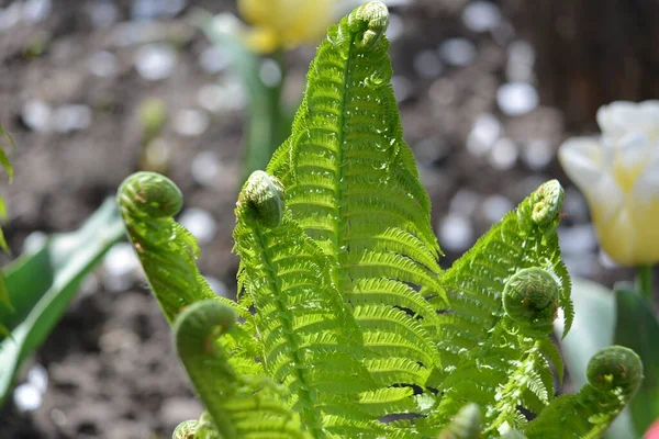 Gros Plan Belles Feuilles Fougères Vertes Pleine Croissance Dans Jardin — Photo