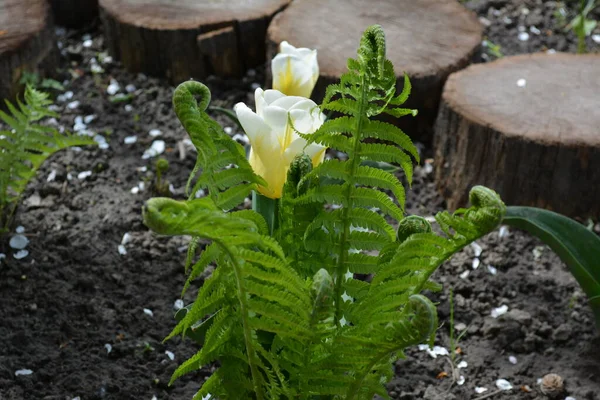 Close White Yellow Tulips Blooming Spring Garden — Stock Photo, Image