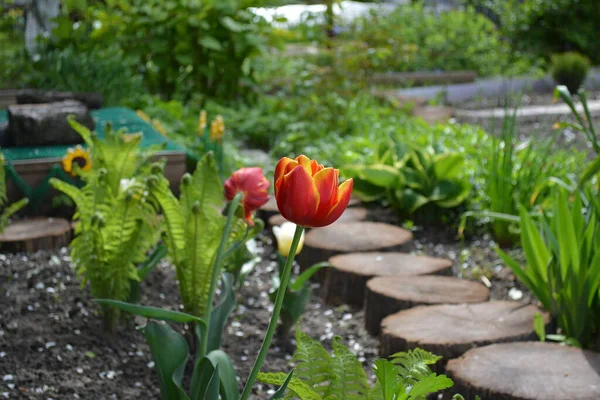 Uma Vista Maravilhosa Das Tulipas Vermelhas Florescendo Jardim Primavera — Fotografia de Stock