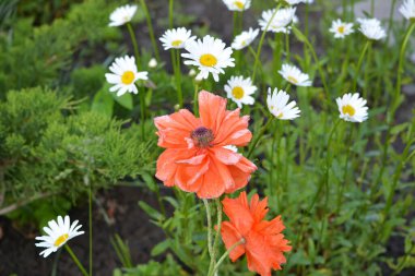 Kırsal bir evde, baharda yeşil otların arasında kırmızı haşhaş çiçeği.