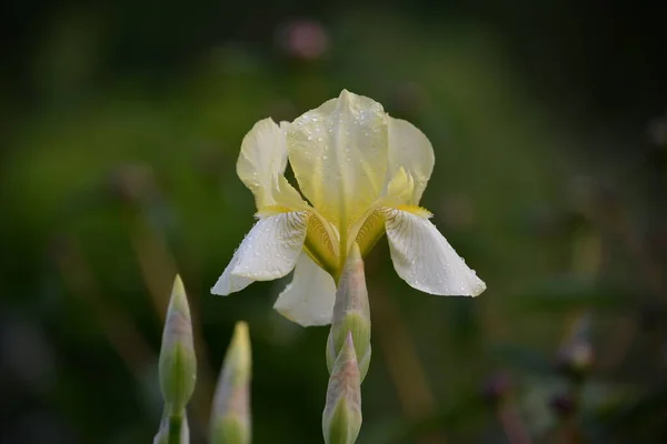 Bourgeon Iris Jaune Clair Dans Une Maison Campagne Milieu Herbe — Photo