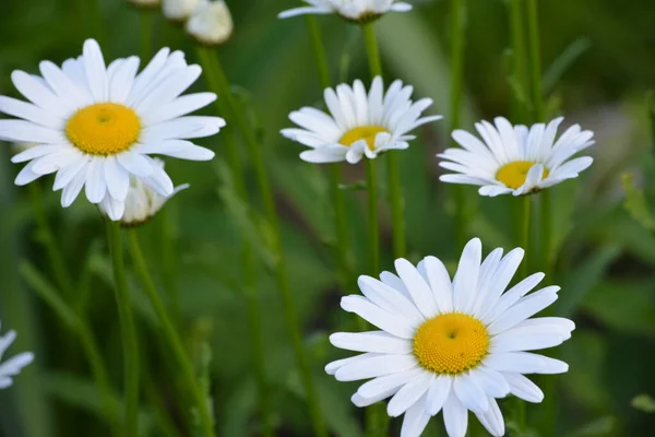 Lindas Flores Camomila Campo Casa Campo Entre Grama Verde Primavera — Fotografia de Stock