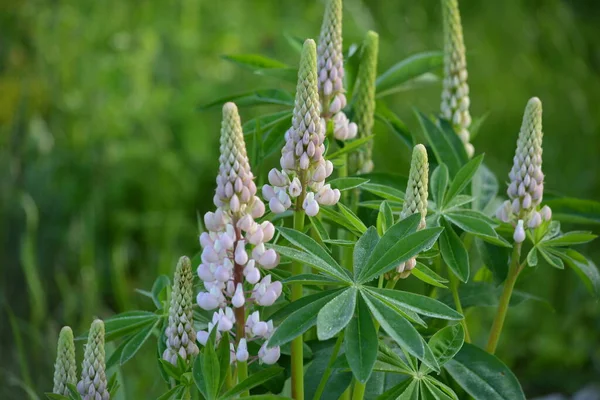 Bloem Van Lichtroze Blauwe Lupine Een Landhuis Tussen Groen Gras — Stockfoto