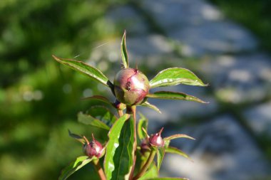 Çiçek açan yeşil Bud bir bahar günü bir kır evinin bahçesindeki yeşil yaprakların arasında.
