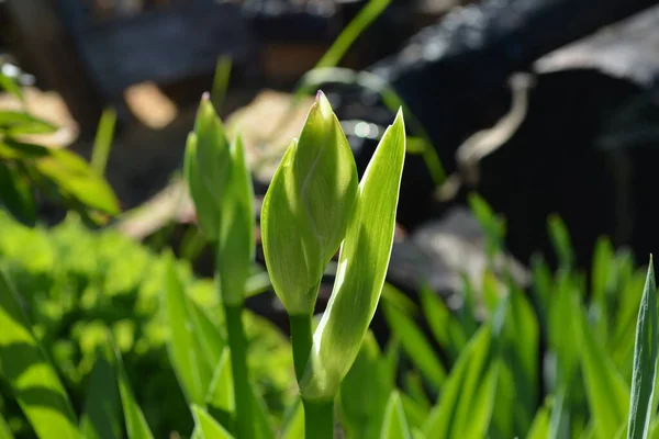 Gros Plan Une Tige Avec Des Bourgeons Verts Iris Croissant — Photo