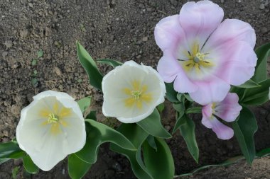 Baharın bahçesinde çiçek açan beyaz ve pembe lalelerin harika manzarası.