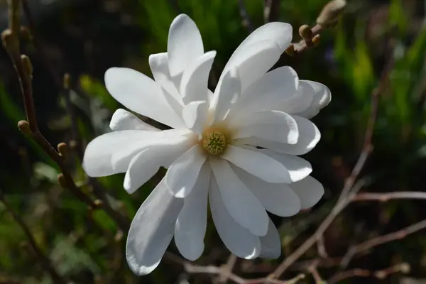 Flor Magnólia Branca Florescendo Ramo Primavera Jardim Uma Casa Campo — Fotografia de Stock