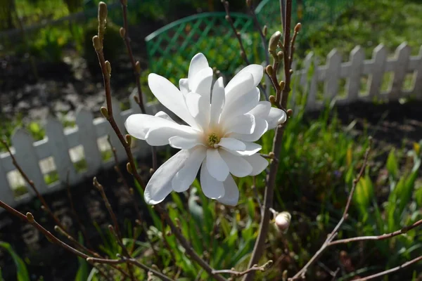 Flor Magnólia Branca Florescendo Ramo Primavera Jardim Uma Casa Campo — Fotografia de Stock