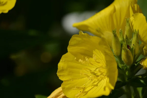 Vista Maravilhosa Das Flores Amarelas Florescentes Prímula Noite Oenothera Florescendo — Fotografia de Stock