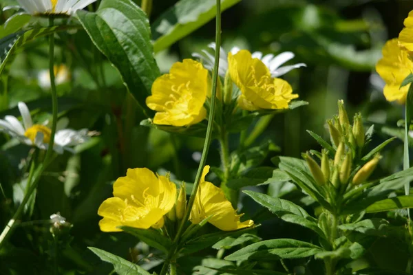 Wonderful View Blooming Yellow Flowers Evening Primrose Oenothera Blooming Garden — Stock Photo, Image