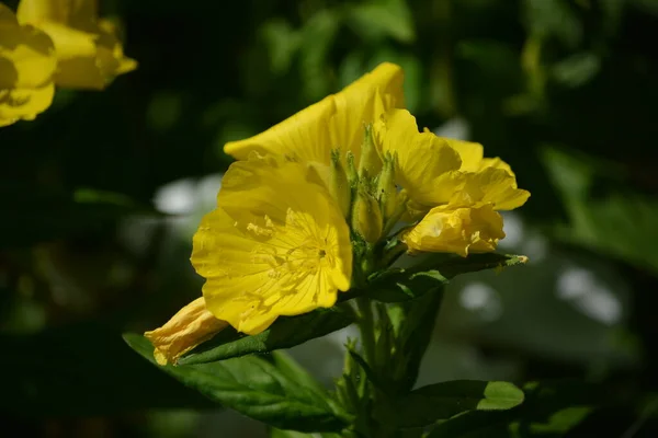Υπέροχη Θέα Των Ανθισμένων Κίτρινων Λουλουδιών Του Νυχτολούλουδου Οινόθηρα Που — Φωτογραφία Αρχείου
