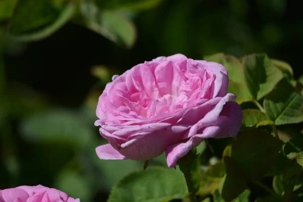 Vista Maravilhosa Flores Rosa Florescendo Rosas Florescendo Jardim Verão Close — Fotografia de Stock