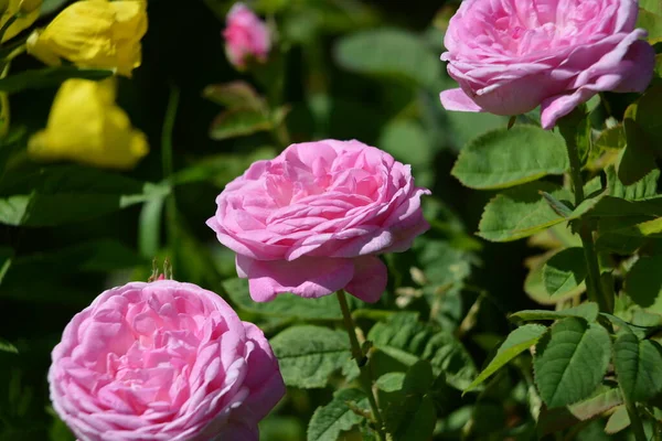 Vista Maravilhosa Flores Rosa Florescendo Rosas Florescendo Jardim Verão Close — Fotografia de Stock