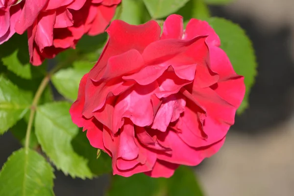 Maravillosa Vista Flores Rosadas Floreciendo Rosas Floreciendo Jardín Verano Cerca — Foto de Stock