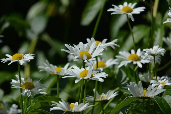 Wunderbarer Blick Auf Die Blühenden Feldmargeriten Die Sommer Garten Blühen — Stockfoto