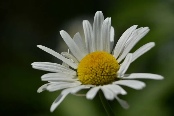 Magnifique Vue Sur Les Marguerites Fleuries Champ Fleurissant Dans Jardin — Photo