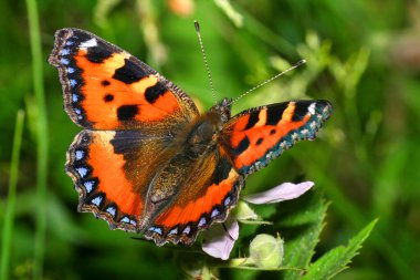 Küçük Kaplumbağa Kabuğu, Aglais Urticae, Guadarrama Ulusal Parkı, Segovia, Kastilya ve Leon, İspanya, Avrupa