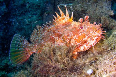 Kızıl Akrep Balığı, Scorpaena Scrofa, Cabo Cope-Puntas del Calnegre Doğal Parkı, Akdeniz, Murcia, İspanya, Avrupa