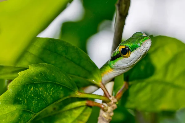 Papuga Wąż Satiny Parrot Snake Leptophis Depressirostris Tropical Rainforest Corcovado — Zdjęcie stockowe
