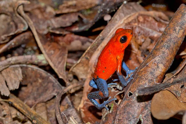 Dart Poison Frog Blue Jeans Oophaga Pumilio Dendrobates Pumilio Tropical — Zdjęcie stockowe