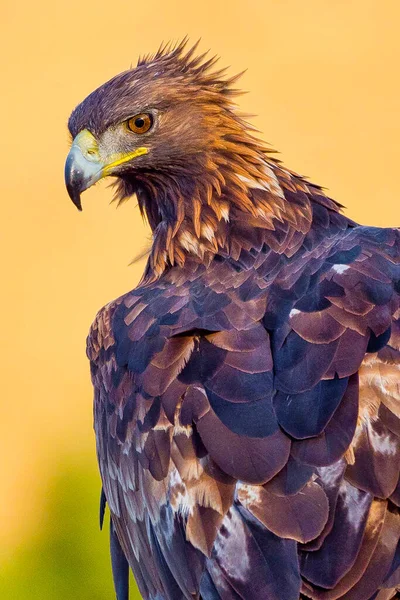 Águila Dorada Aquila Chrysaetos Bosque Español Castilla León España Europa —  Fotos de Stock