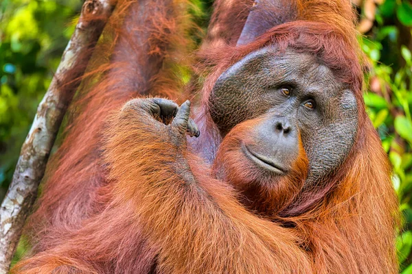 Orangutan Pongo Pygmaeus Tanjung Puting National Park Borneo Indonesia — Stock Photo, Image