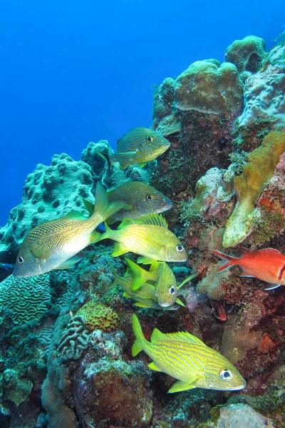 Arrecife Coral Mar Caribe Isla Juventud Cuba América — Foto de Stock
