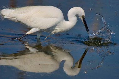 Little Egret, Egretta garzetta, Small Heron, Salinas de Santa Pola Natural Park, Alicante, Comunidad Valenciana, İspanya, Avrupa