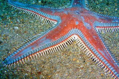 Astropecten Deniz Yıldızı, Cabo Cope Puntas del Calnegre Doğal Parkı, Akdeniz, Murcia, İspanya, 