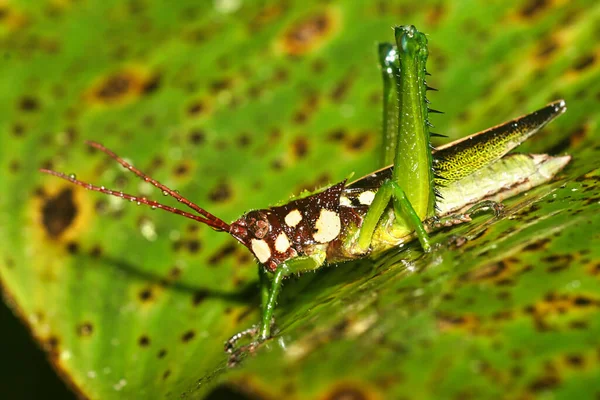 Tropical Grasshopper Rainforest Napo River Basin Amazonia Ecuador America — Φωτογραφία Αρχείου