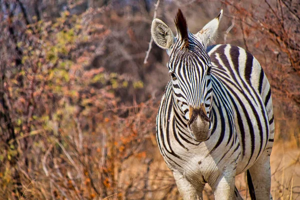 Planícies Zebra Equus Quagga Santuário Khama Rhino Serowe Botswana África — Fotografia de Stock