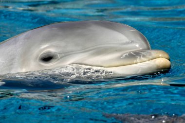 Yaygın şişe burunlu yunus, Atlantik şişe burunlu yunus, Tursiops truncatus