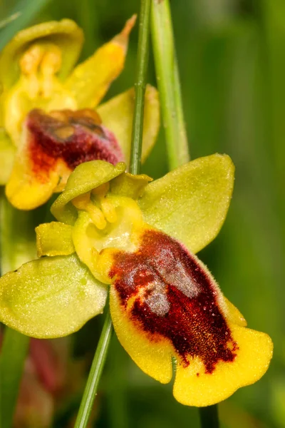 Orchidea Żółta Ophrys Lutea Guadarrama National Park Segovia Kastylia Leon — Zdjęcie stockowe