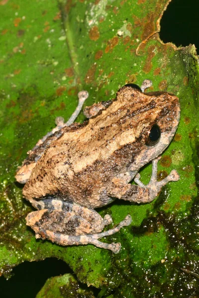 Tropical Frog Rainforest Napo River Basin Amazonia Ecuador America Amphibia — Stock Photo, Image