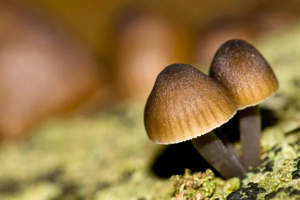 Wild Mushroom Национальный Парк Гвадаррама Сеговия Кастель Леон Испания Европа — стоковое фото