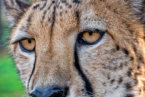 Cheetah Acinonyx Jubatus Guepard South Africa Africa — Stock Photo, Image