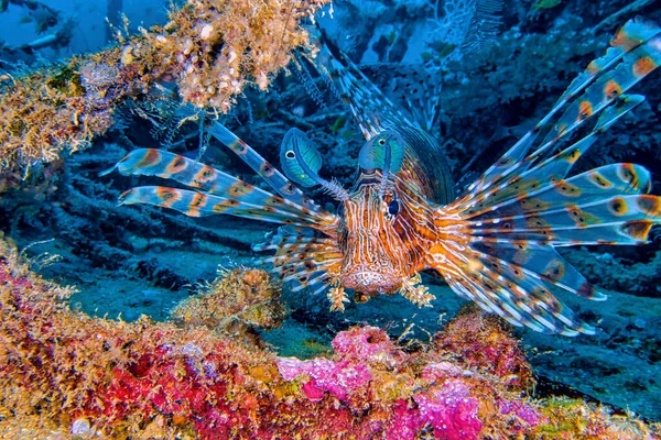 レッド ライオンフィッシュ ペトロ ヴォリタン 南マレー環礁 モルディブ インド洋 アジア — ストック写真