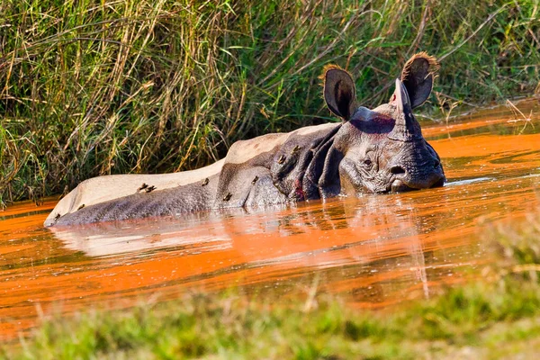 Великий Однорогий Rhinoceros Indian Rhinoceros Asian Rhino Rhinoceros Unicornis Wetlands — стокове фото