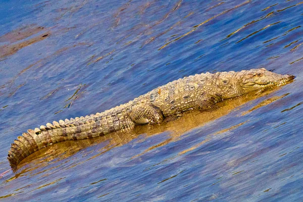 Hırsız Timsah Timsah Palustri Bataklıklar Kraliyet Bardia Ulusal Parkı Bardiya — Stok fotoğraf