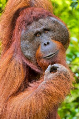 Orangutan, Pongo pigmaeus, Tanjung Puting Ulusal Parkı, Borneo, Endonezya
