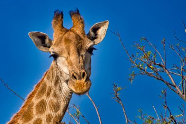 Zürafa, Zürafa Camelopardis, Kruger Ulusal Parkı, Güney Afrika, Afrika