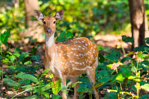 Spotted Deer Cheetal Axis Axis Axis Deer Royal Bardia National — ストック写真