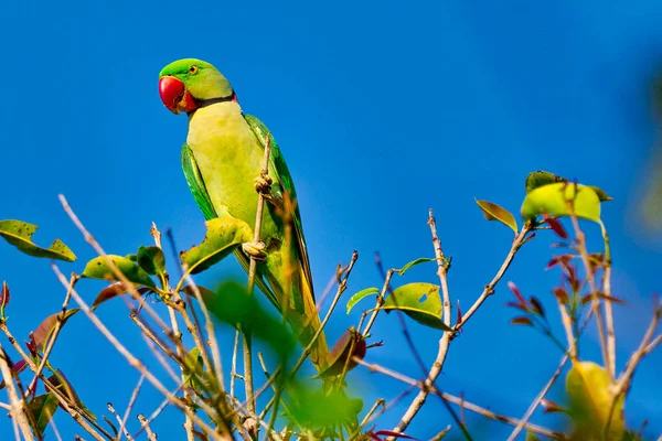 Alexandrine Parakeet Psittacula Eupatria Riverine Forest Royal Bardia National Park — стоковое фото