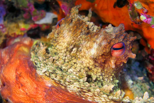 Oktopus Octopus Vulgaris Cabo Cope Puntas Del Calnegre Naturpark Mittelmeer — Stockfoto