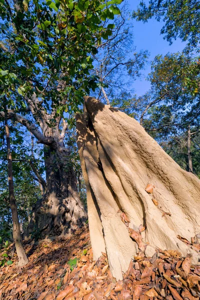 Termitenhaus Sal Forest Royal Bardia National Park Bardiya National Park — Stockfoto