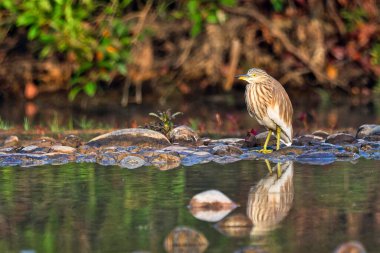 Indian Pond Heron, Ardeola grayii, Wetlands, Royal Bardia Ulusal Parkı, Bardiya Ulusal Parkı, Nepal, Asya