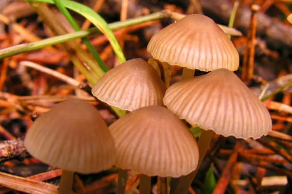 Wild Mushroom Guadarrama National Park Segovia Castile Leon Spain Europe — Stock Photo, Image