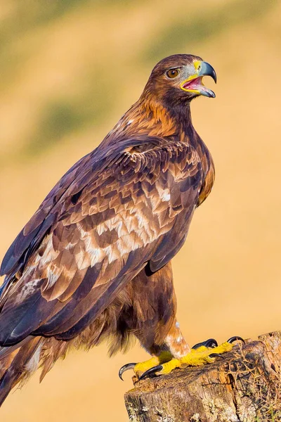Golden Eagle Aquila Chrysaetos Spanish Forest Castile Leon Spain Europe — 스톡 사진