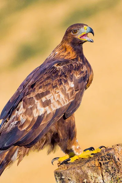 Aquila Reale Crisotos Aquilani Foresta Spagnola Castiglia Leon Spagna Europa — Foto Stock